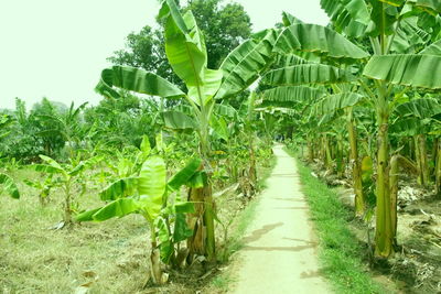 Footpath amidst trees