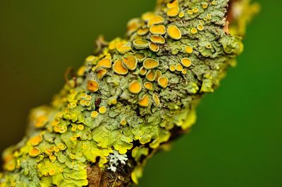 Close-up of lichen on tree trunk