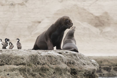 Aquatic mammals and birds on rocks against mountain