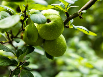 Close-up of fruits growing on tree