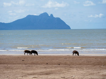 Bornean bearded pig - sus barbatus on a beach in bako national park