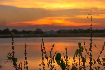 Silhouette plants against sky during sunset