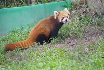 Side view of an animal on land