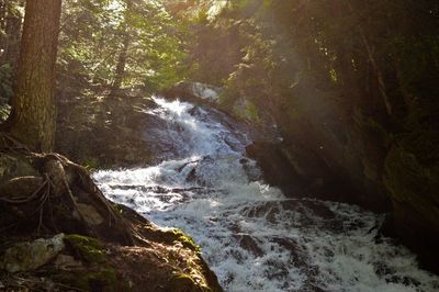 Scenic view of waterfall in forest