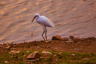 View of bird on lakeshore