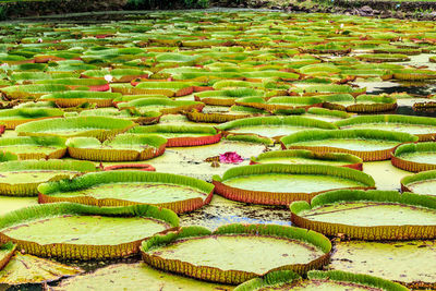 View of lotus water lily