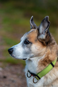 Close-up of dog looking away