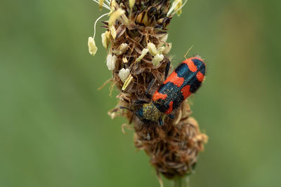 Close-up of insect on flower