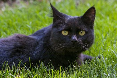 Portrait of black cat on field