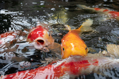 Fish swimming in lake