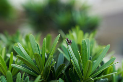 Close-up of insect on plant