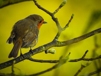 Close-up of bird perching on branch