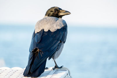 Close-up of bird perching on a sea against sky