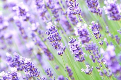 Close-up of lavender blooming in field