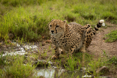 Cheetah lies by grassy puddle looking up