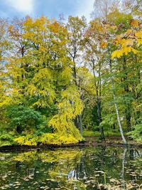 Trees by lake during autumn