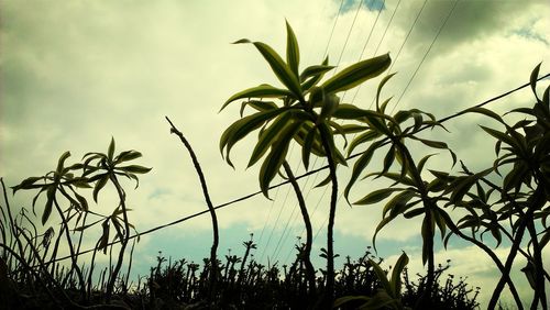 Close-up of fresh plants against sky