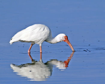 Side view of a white ibis