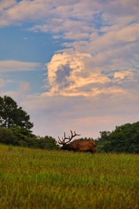 Scenic view of agricultural field against sky