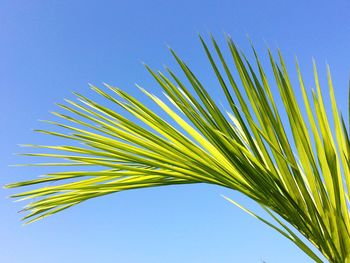 Low angle view of palm tree against clear blue sky