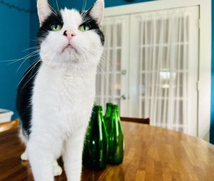 Cat photobombing still life of breakable glass bottles on teal table with french doors in background 