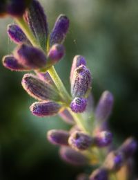 Close-up of purple flower