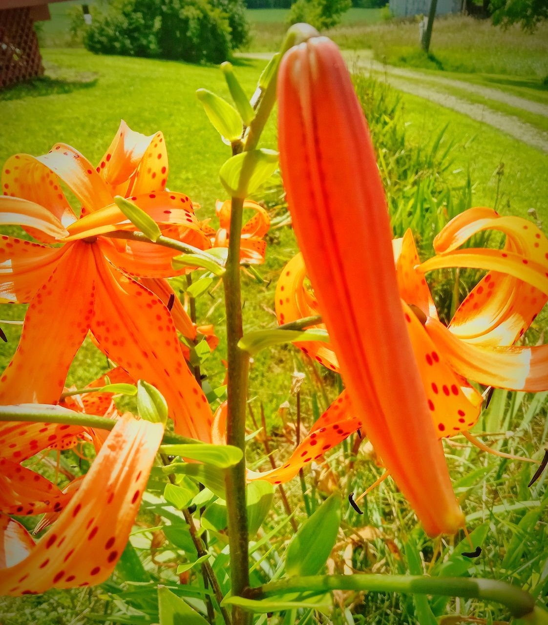 plant, flower, growth, orange color, flowering plant, beauty in nature, nature, freshness, grass, lily, no people, fragility, day, petal, leaf, field, close-up, inflorescence, green, flower head, yellow, land, outdoors, botany, daylily