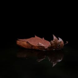 Close-up of dry leaf on water against black background