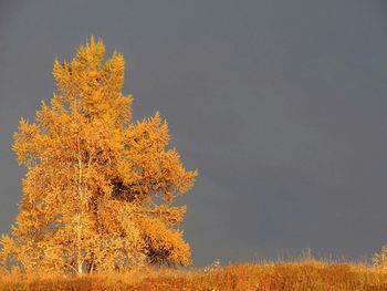 High section of tree against orange sky