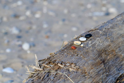 High angle view of shells on ground