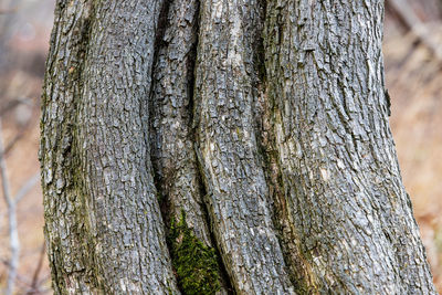 Close-up of tree trunk in forest