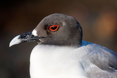 The swallow-tailed gull in galapagos