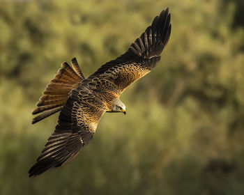 Close-up of bird flying