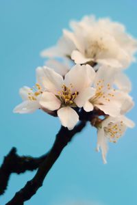 Close-up of blooming tree against sky