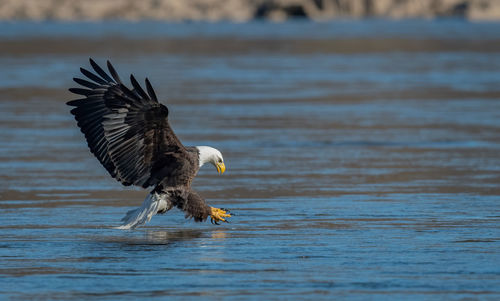 Bird flying over the sea