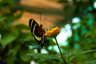 Butterflies - a butterfly is sitting on the side of a yellow flower