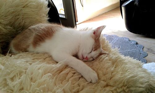 Close-up of cat resting on bed