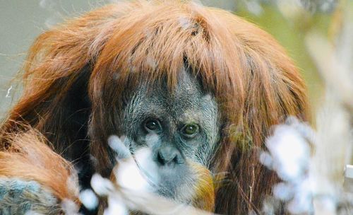 Close-up portrait of orangutan in zoo