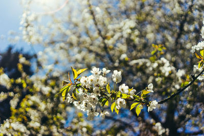 Low angle view of cherry blossom