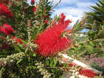 Close-up of red flowering plant