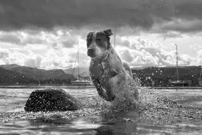 Horse splashing water