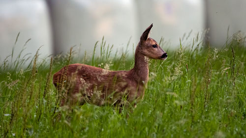 Side view of an animal on field