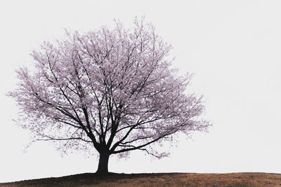 Cherry tree on field against sky