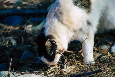 Close-up of a cat lying on land