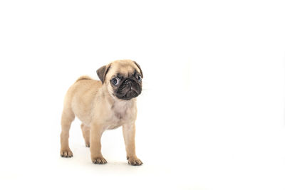 Portrait of a dog over white background