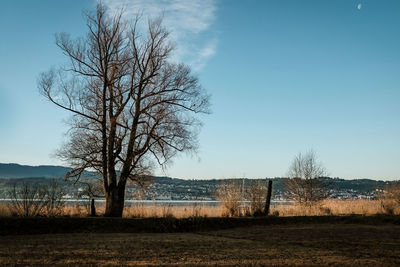 Bare tree on field against sky