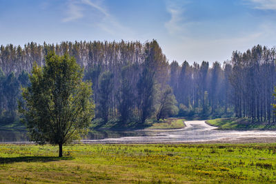 Trees in forest against sky