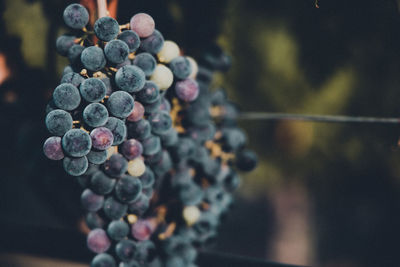 Wine grapes ready for picking