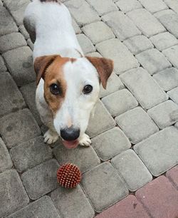 High angle portrait of dog on footpath