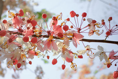 Low angle view of cherry blossoms against sky